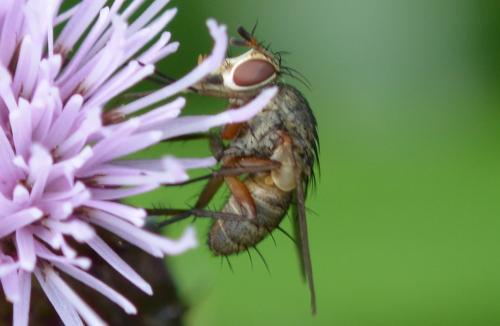 Siphona sp.